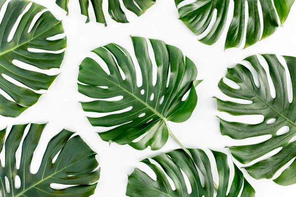 Feuilles tropicales Monstera sur fond blanc. Couché plat, vue du dessus — Photo