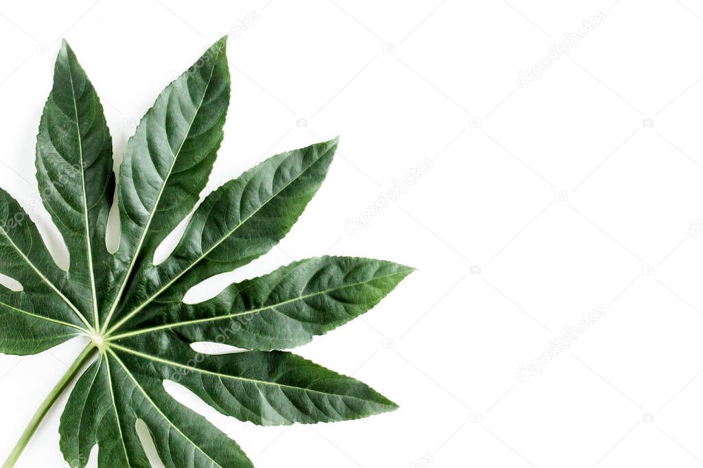 Tropical palm leaves Aralia isolated on white background. Tropical nature concept.
