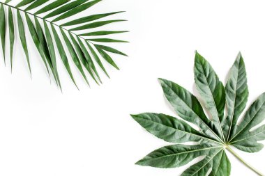 Tropik palmiye, Aralia 'yı beyaz arka planda yalnız bırakır. Tropikal doğa kavramı.