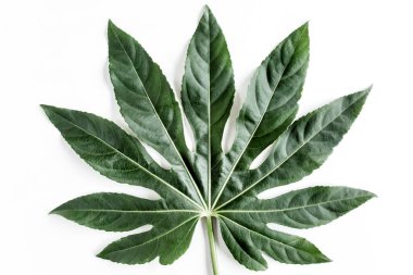 Tropik palmiye, Aralia 'yı beyaz arka planda yalnız bırakır. Tropikal doğa kavramı.