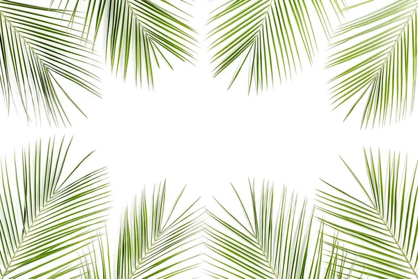 Feuille de palmier vert tropical sur fond blanc. plan plat, vue sur le dessus — Photo