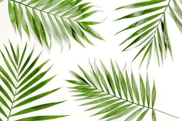 Trópusi zöld pálmalevél fehér háttérrel. lapos fekvésű, felülnézet — Stock Fotó