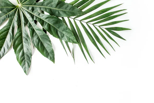 Palmera tropical deja a Aralia aislada sobre fondo blanco. Concepto de naturaleza tropical. — Foto de Stock