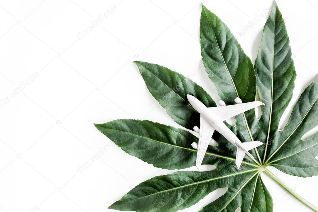 Tropical palm leaves Aralia and model white plane, airplane isolated on white background. Tropical nature concept.