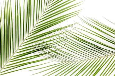 Beyaz arka planda tropik yeşil palmiye yaprağı. düz yatış, üst görünüm