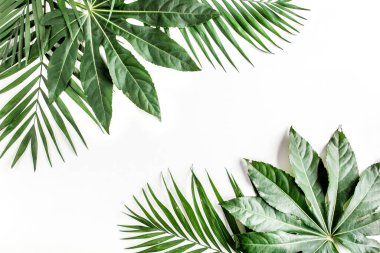 Tropical palm leaves Aralia isolated on white background. Tropical nature concept. clipart
