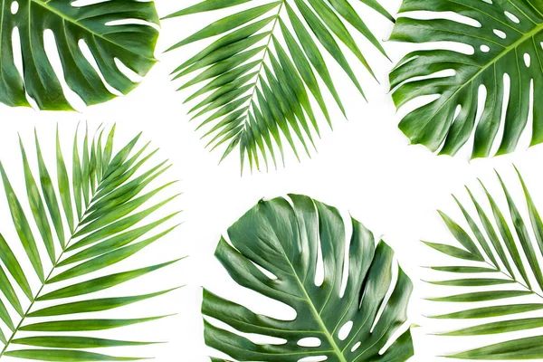 Pozadí, vzor s exotickými tropické palmy listí monstera na bílém pozadí. Byt ležel, horní pohled. — Stock fotografie