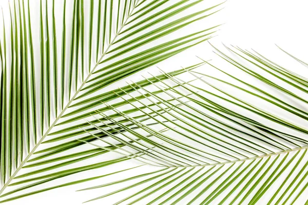 Feuille de palmier vert tropical sur fond blanc. plan plat, vue sur le dessus — Photo