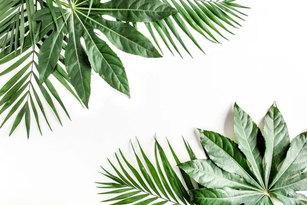 Tropické palmové listy Aralia izolované na bílém pozadí. Koncept tropické přírody. — Stock fotografie