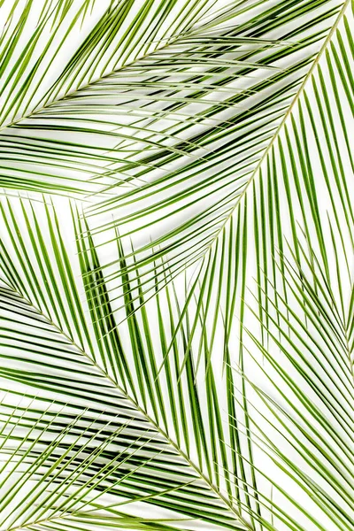 Tekstura z tropikalnych liści palmowych Phoenix, liść na białym tle. płaski układ, widok z góry — Zdjęcie stockowe