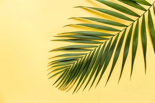 Tropický list na žlutém pozadí. Byt ležel, horní pohled — Stock fotografie