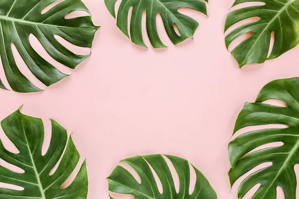 La palma tropical deja a Monstera sobre fondo rosa. Plano laico, vista superior concepto mínimo. — Foto de Stock