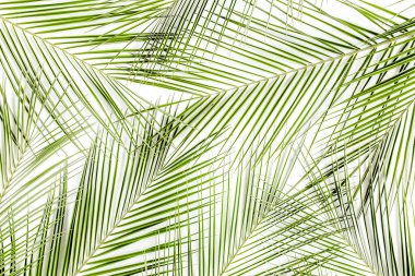 Beyaz arka planda tropik yeşil palmiye yaprağı. düz yatış, üst görünüm