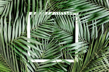 Düzen, tropikal palmiye yaprakları ve yazı için beyaz çerçeve oluşturdu. Düz yatış, üst görünüm