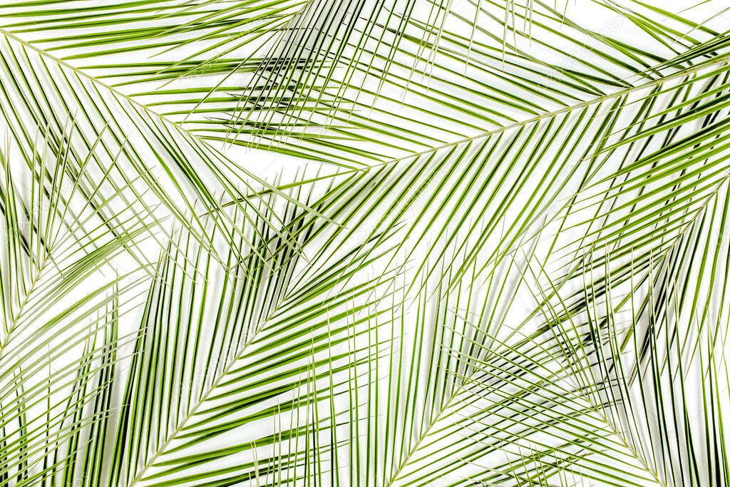 Tropical green palm leaf on white background. flat lay, top view