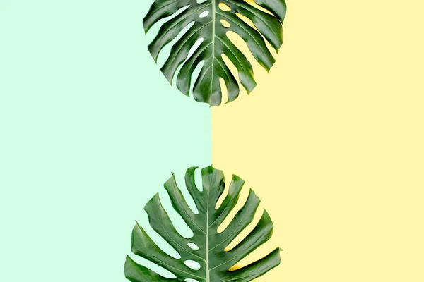 Tropiska palmblad Monstera på färgglada bakgrund. Platt ligg, ovanifrån minimalt sommarkoncept. — Stockfoto