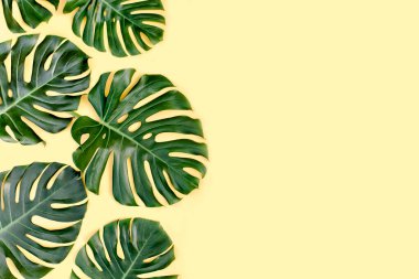 Tropik yeşil palmiye sarı arka planda Canavar bırakır. Düz yatış, üst görünüm