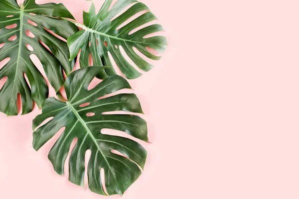 La palma tropical deja a Monstera sobre fondo rosa. Plano laico, vista superior concepto mínimo. —  Fotos de Stock