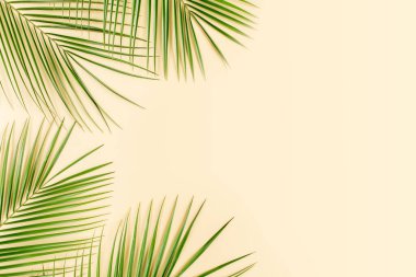 Sarı arka planda tropikal yaprak. Düz yatış, üst görünüm