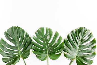 Beyaz arka planda tropik yapraklar. Düz yatış, üst görünüm