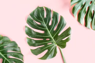 Tropik palmiye pembe arka planda Canavar bırakır. Düz konum, üst görünüm minimum konsept.