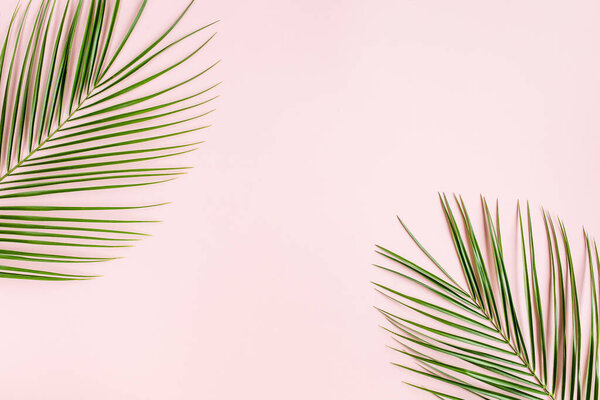 Тропические пальмовые листья на розовом фоне. Плоская кладка, вид сверху минимальная концепция.