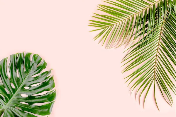 Tropik palmiye pembe arka planda Canavar bırakır. Düz konum, üst görünüm minimum konsept. — Stok fotoğraf