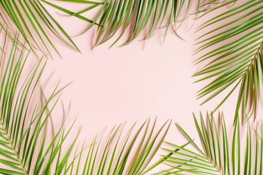 Pembe arka planda tropik palmiye yaprakları. Düz konum, üst görünüm minimum konsept.