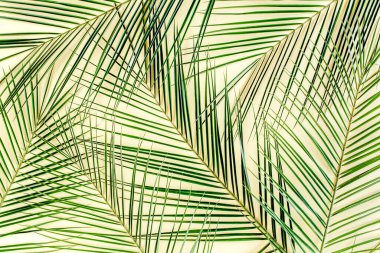 Sarı arka planda tropikal yaprak. Düz yatış, üst görünüm