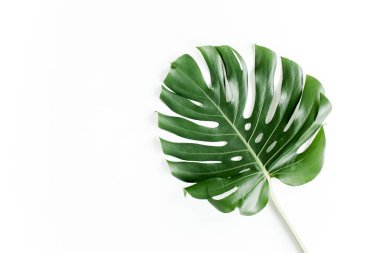 Beyaz arka planda tropik yapraklar. Düz yatış, üst görünüm