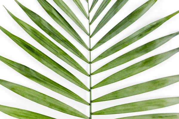 Feuille tropicale sur fond blanc. Pose plate, vue du dessus — Photo