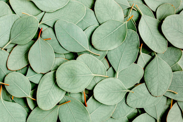 Background, Texture made of green eucalyptus leaves. Flat lay, top 