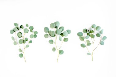 Yeşil dal, beyaz arka planda okaliptüs yaprakları. Düz konum, üst görünüm minimum konsept.