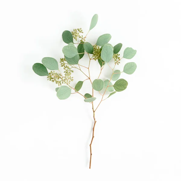 Eucalyptus vert des branches et des feuilles avec des fruits en forme de baies sur fond blanc. plan plat, vue sur le dessus. concept floral — Photo