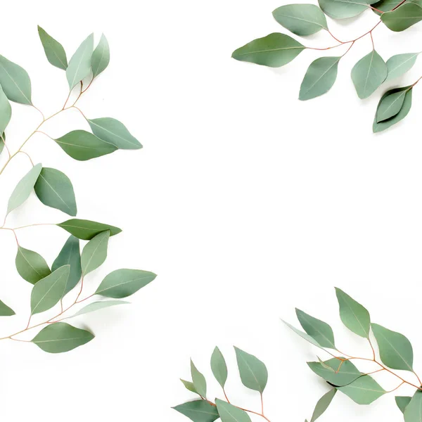 Marco hecho de hojas verdes de eucalipto populus aislado sobre fondo blanco con espacio vacío para el texto. Piso tendido, vista superior — Foto de Stock