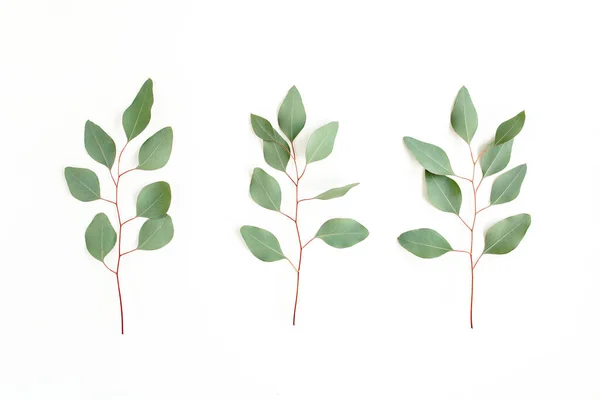 Branche verte, feuilles d'eucalyptus isolées sur fond blanc. Pose plate, vue du dessus concept minimal. — Photo