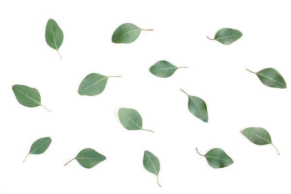 Feuilles vertes eucalyptus populus isolé sur fond blanc. Couché plat, vue du dessus — Photo