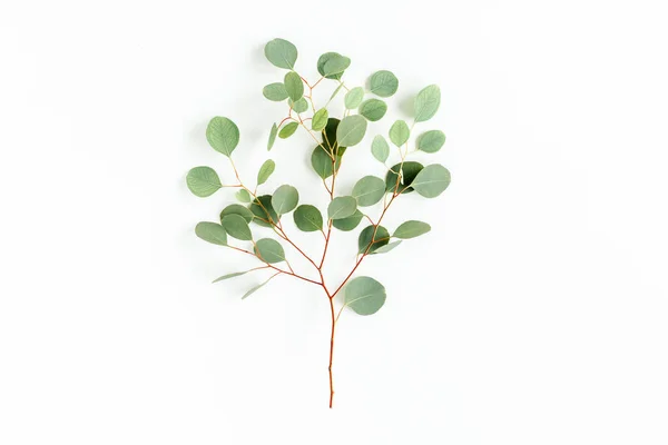 Eucalyptus branche verte sur fond blanc. plan plat, vue sur le dessus — Photo