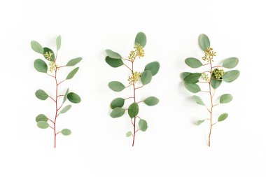 Okaliptüs yaprakları ve okaliptüs dalları beyaz arka planda meyve şeklinde. Düz yerde, üst tarafta. Çiçek konsepti