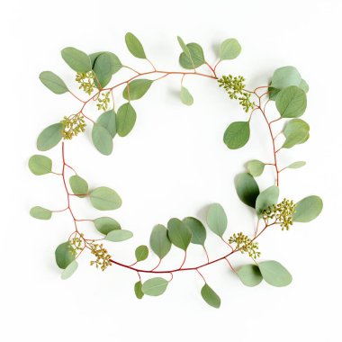 Beyaz arka planda izole edilmiş okaliptüs dallarından yapılmış çelenk çerçevesi. Düz uzan, üst 