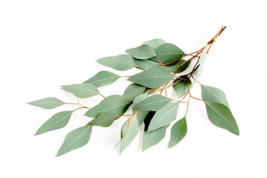 Beyaz arka planda okaliptüs buketi. Düz yatış, üst görünüm.