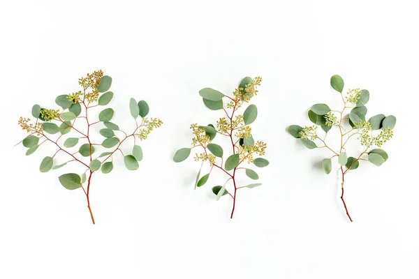 Ensemble de feuilles d'eucalyptus et de branches d'eucalyptus avec des fruits en forme de baies sur fond blanc. Couché à plat, vue de dessus. concept floral — Photo