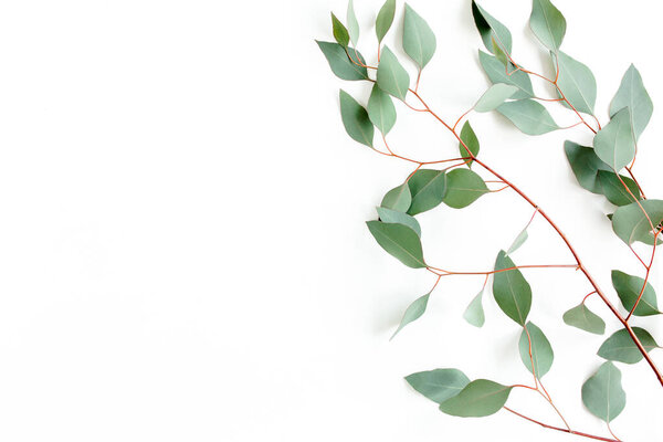 Green branch, leaves eucalyptus isolated on white background. Flat lay, top view minimal concept.