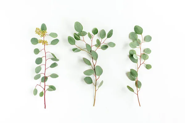 Ensemble de feuilles d'eucalyptus et de branches d'eucalyptus avec des fruits en forme de baies sur fond blanc. Couché à plat, vue de dessus. concept floral — Photo