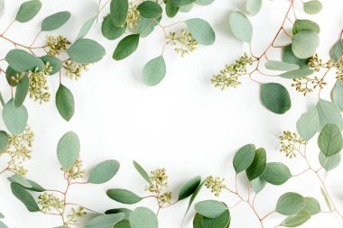 Yeşil yapraklardan yapılmış çerçeve, beyaz arka planda meyve şeklinde okaliptüs populus. Düz yatış, üst görünüm. 