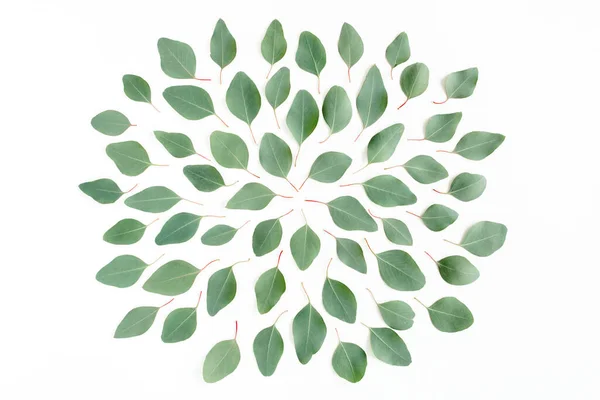 Αφηρημένο μοτίβο, υφή με πράσινα φύλλα ευκάλυπτος populus απομονώνονται σε λευκό φόντο. Επίπεδο lay, πάνω όψη — Φωτογραφία Αρχείου