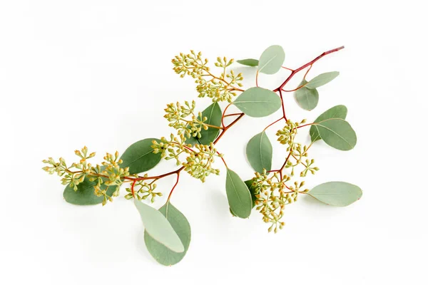 Green eucalyptus branch and leaves with fruits in the form of berries on white background. flat lay, top view. 