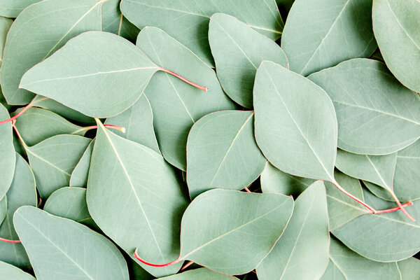 Background, Texture made of green eucalyptus leaves. Flat lay, top 