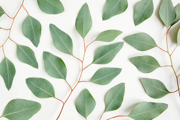 Bakgrund Textur av gröna eukalyptus blad, gren. Platt ligg, ovanifrån — Stockfoto
