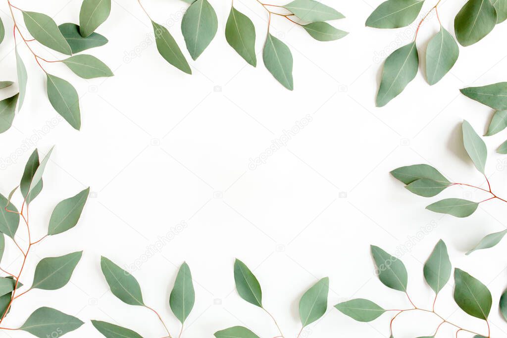 Frame made of green leaves eucalyptus populus isolated on white background with empty space for text. Flat lay, top view